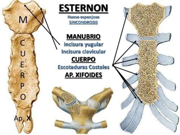 Vía esternal